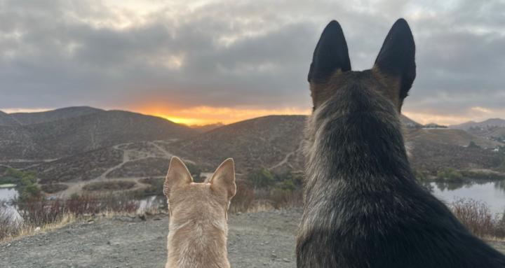 Baer's Canine Academy