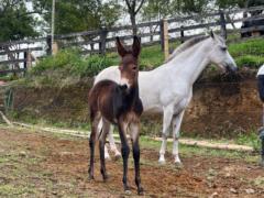 Esteban Gil Jiménez