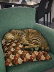 Lorraine Felgerolles