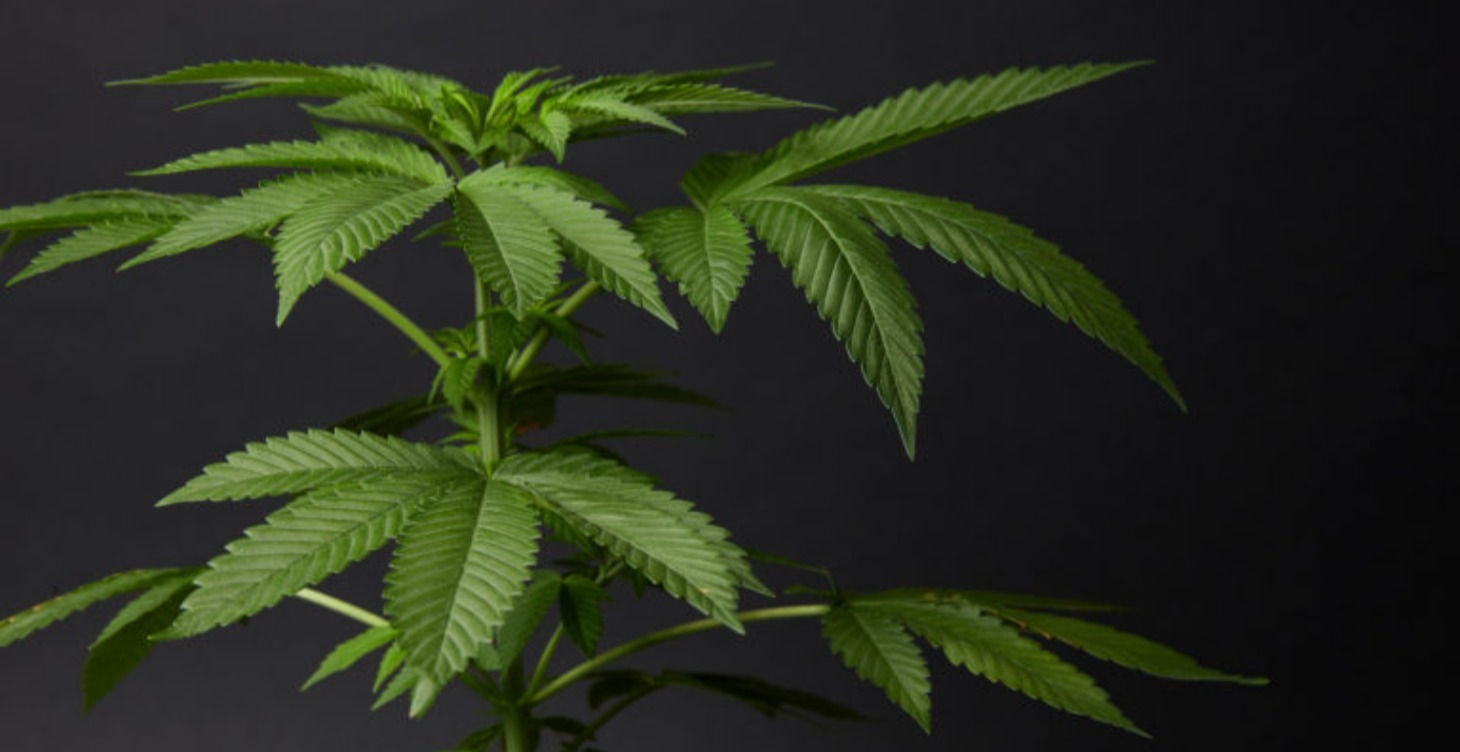 Cannabis Basics