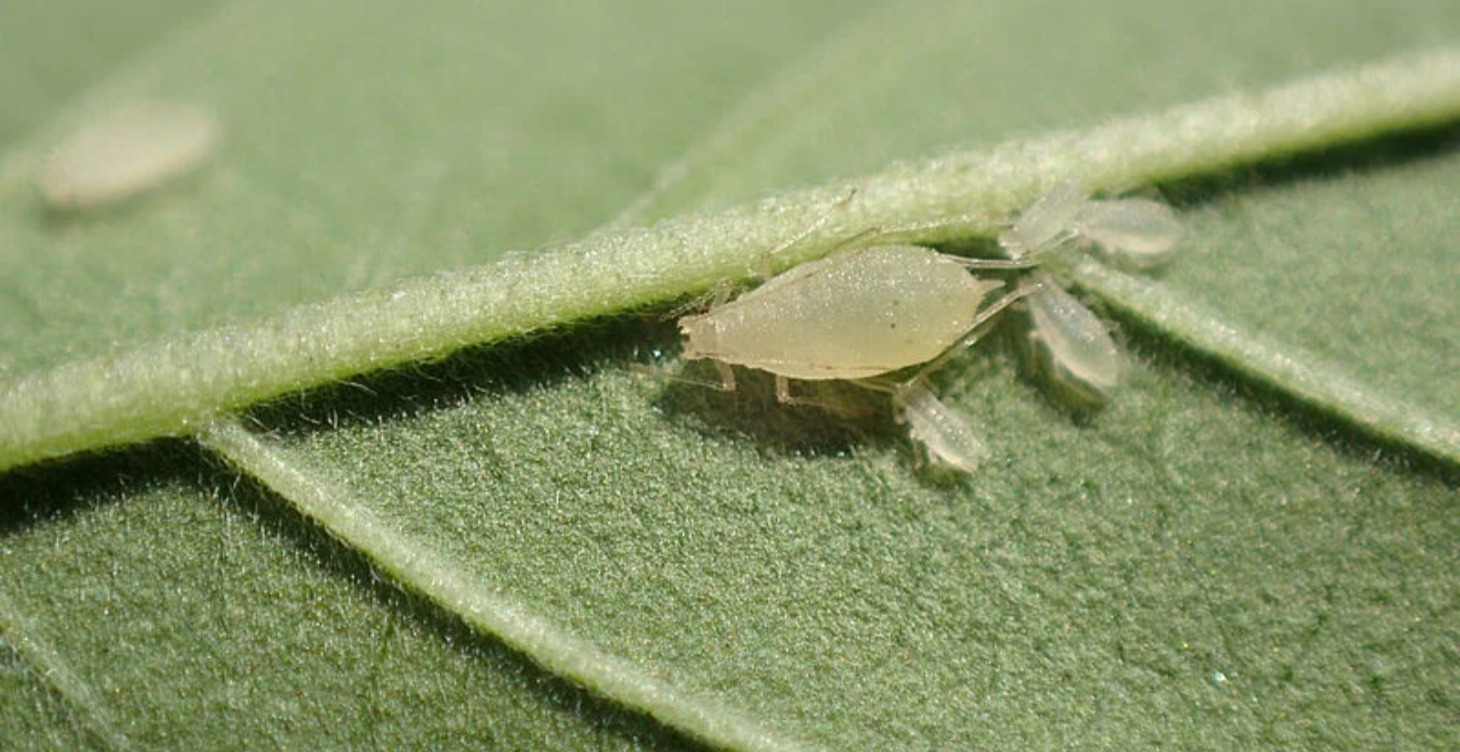 Bugs and Pests