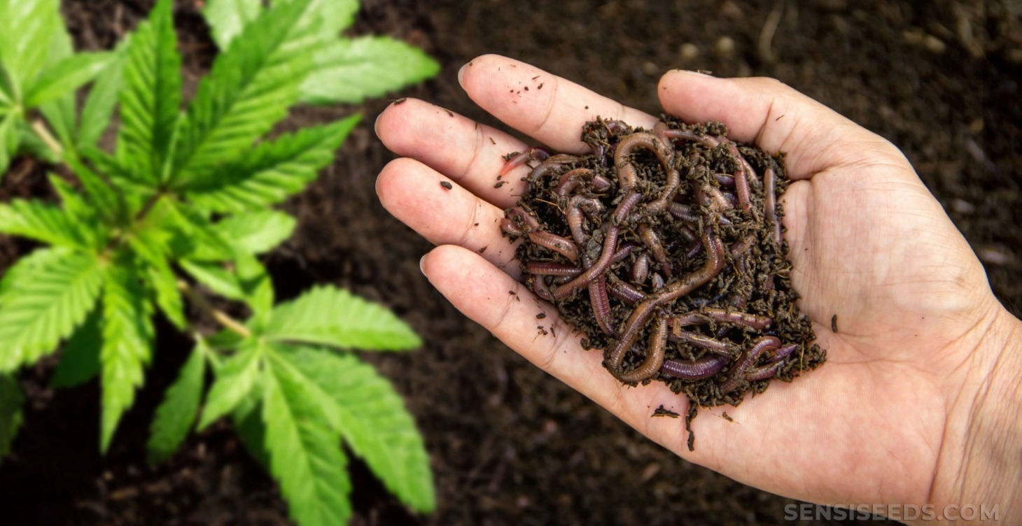 Organics and Living Soil