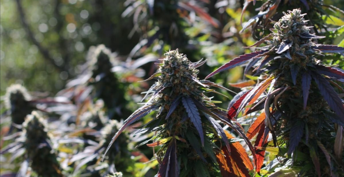 Advanced Cannabis
