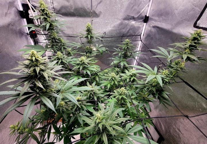 Week 5 of Flower