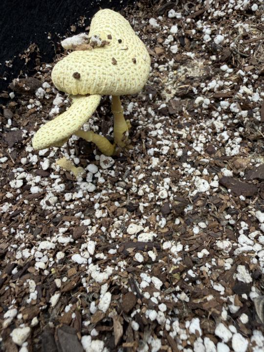 Mushrooms in my soil