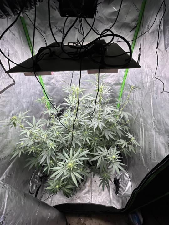 Canopy management 