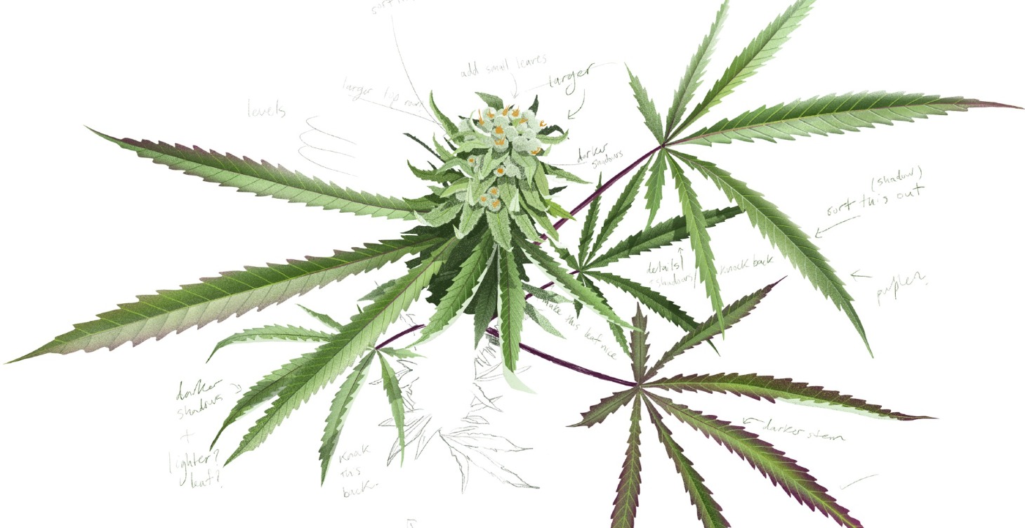 Beginner's Cannabis