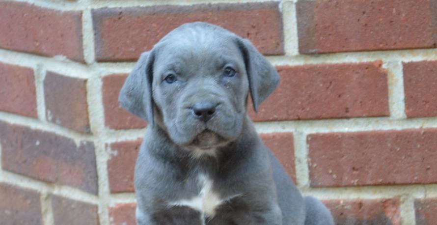 Welcome to Puppy Training, Hawkeye Heavy Hitters!