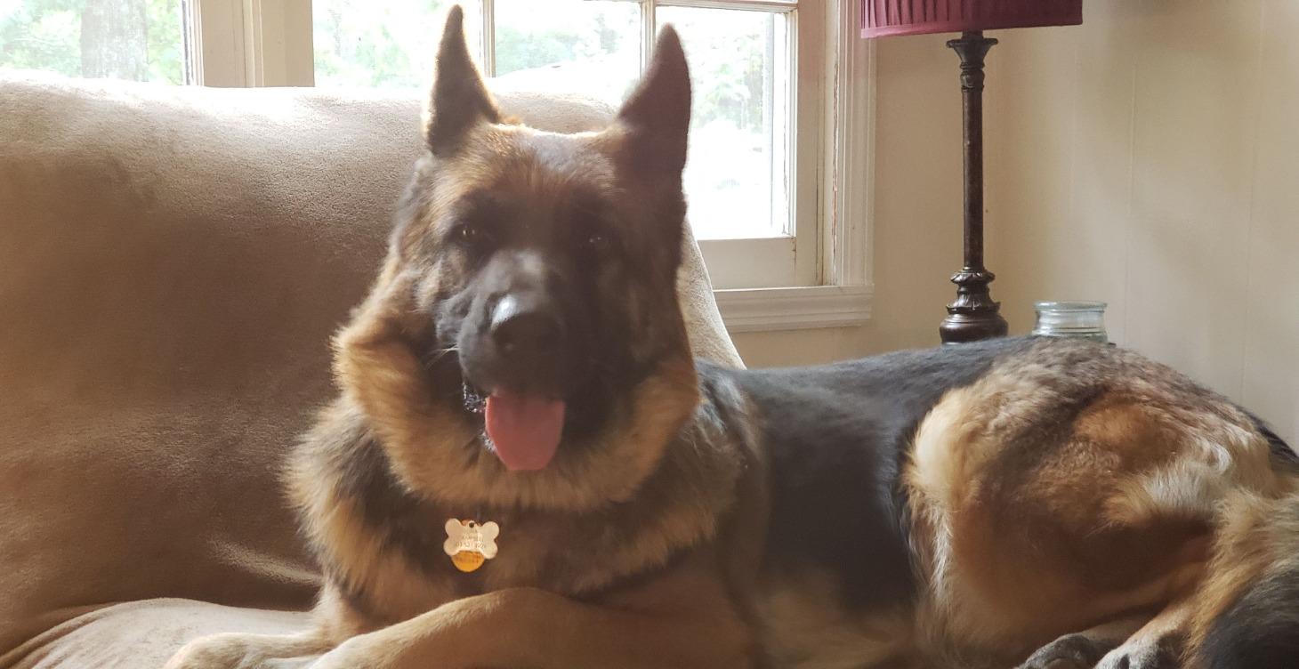 Why Your Dog Is Aggressive