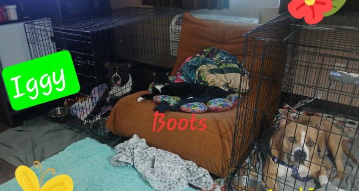 Wild Sunflowers 🌻