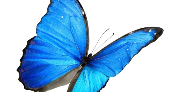 Butterfly Wishes