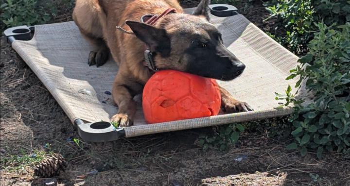 Life with dogs guidance