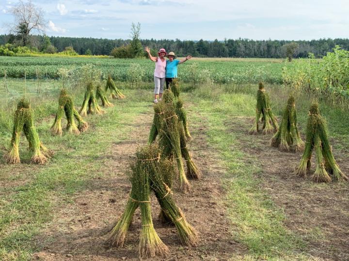 Cavadelo Flax Garden Cavadelo Flax Garden