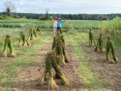 Cavadelo Flax Garden Cavadelo Flax Garden