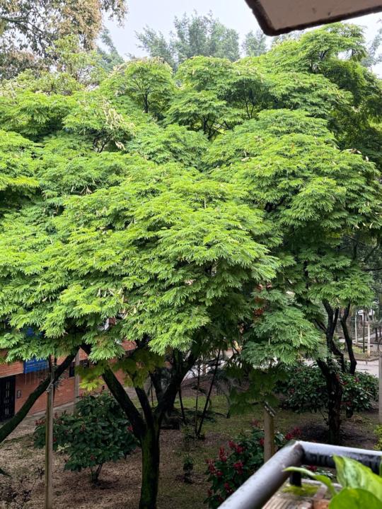 Juan david Gonzalez negrete