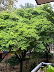 Juan david Gonzalez negrete