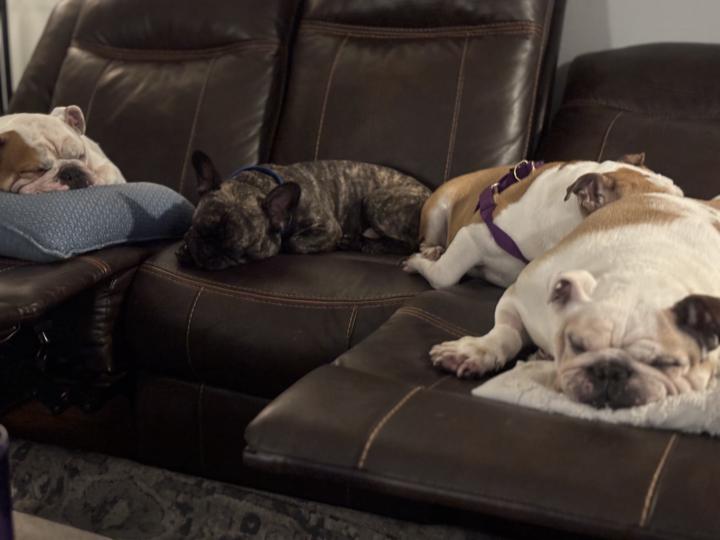 Hello fellow bulldog pawrents!