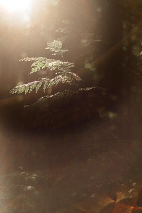 Welcoming new aligned souls ♥️  joining us on December 31st 2025! 🐎