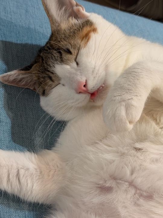 李 李