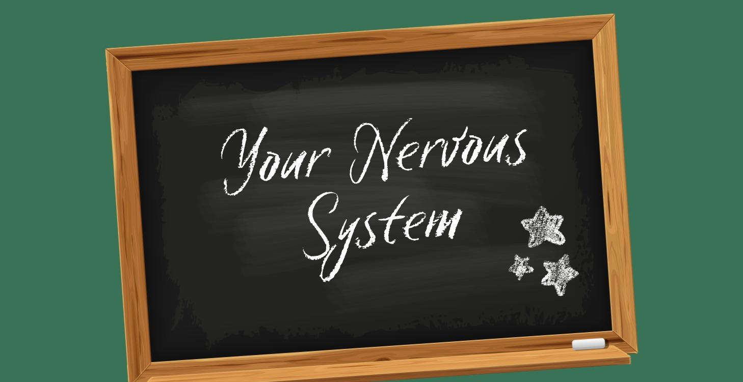 📌 Your Nervous System