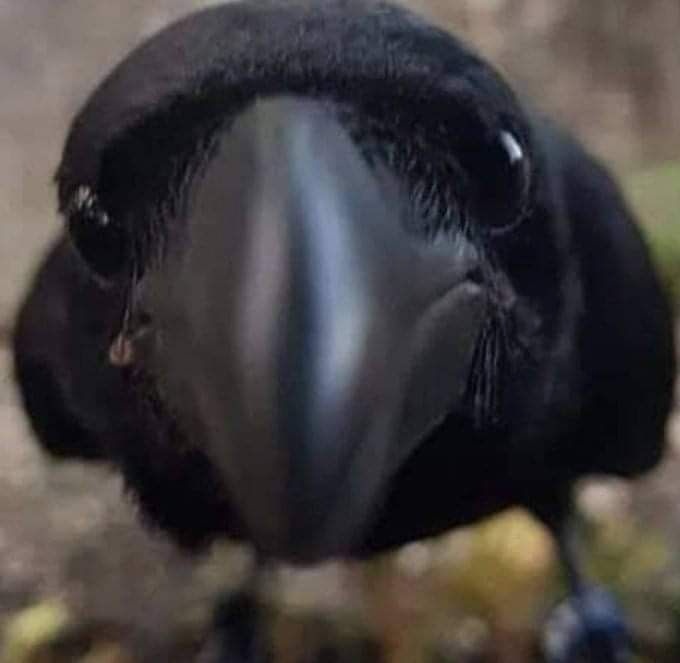 Ni No