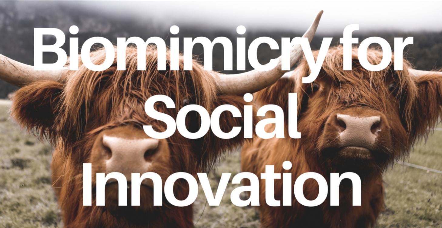 Biomimicry for Social Innovation