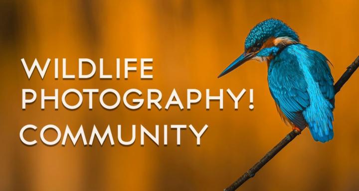 Wildlife Photography