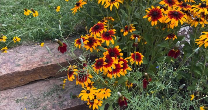 Precious Path Doula Care