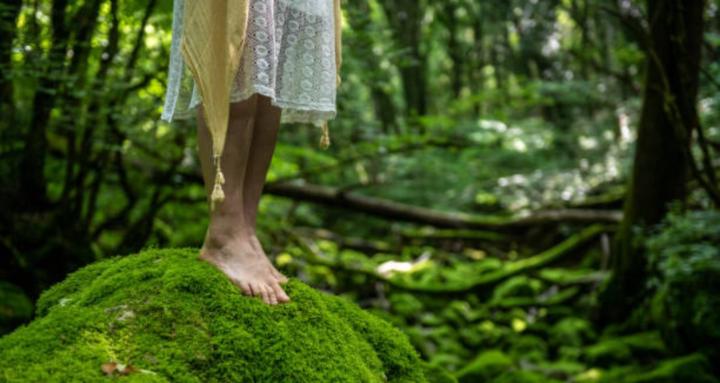 Into the Wild Forest Therapy