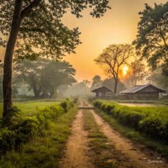 Ravi K