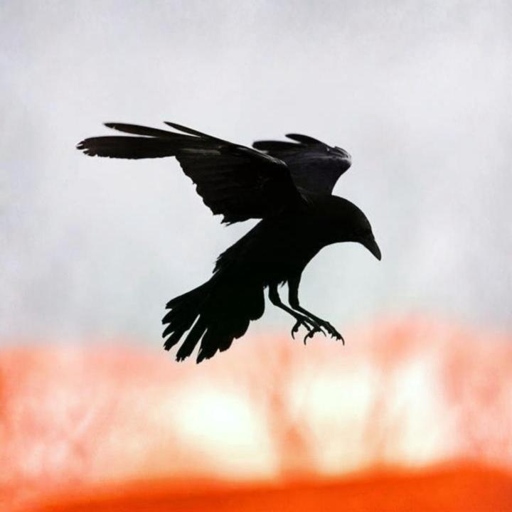 Raven Talon