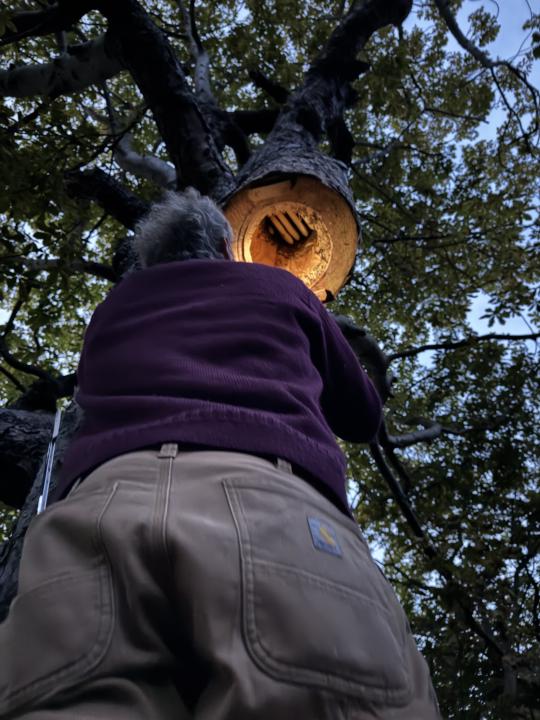 Wild bees living in trees