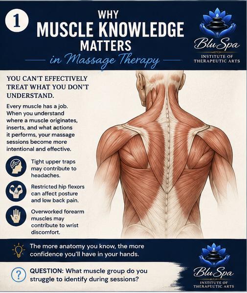 Why Muscle Why Muscle Knowledge Matters in Massage Therapy