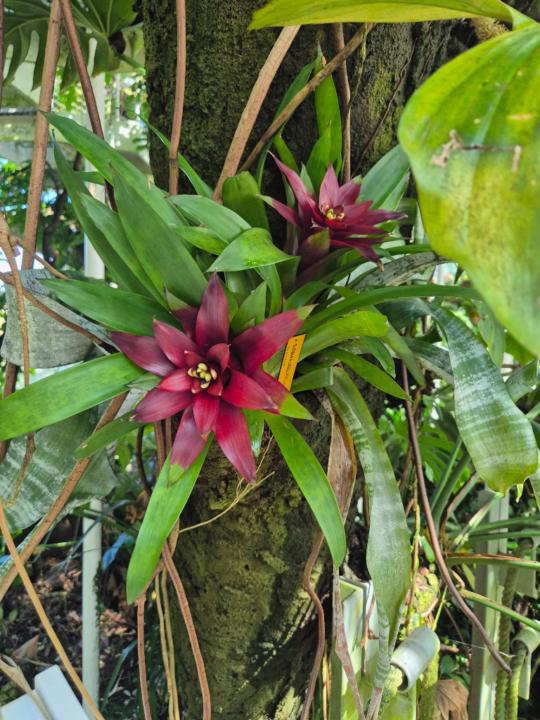 Charline Vandenbroucke