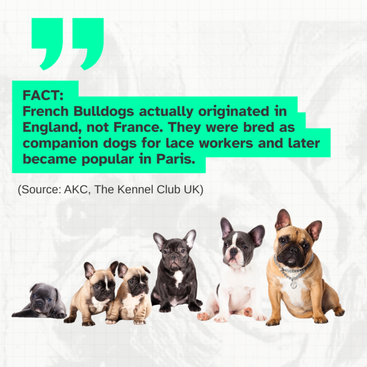 🐾 French Bulldogs: Fact-Checked Facts vs. Fiction
