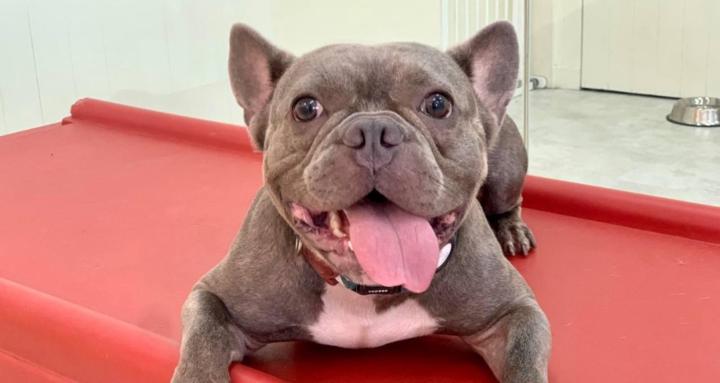 Frenchie Health Hub: GSN