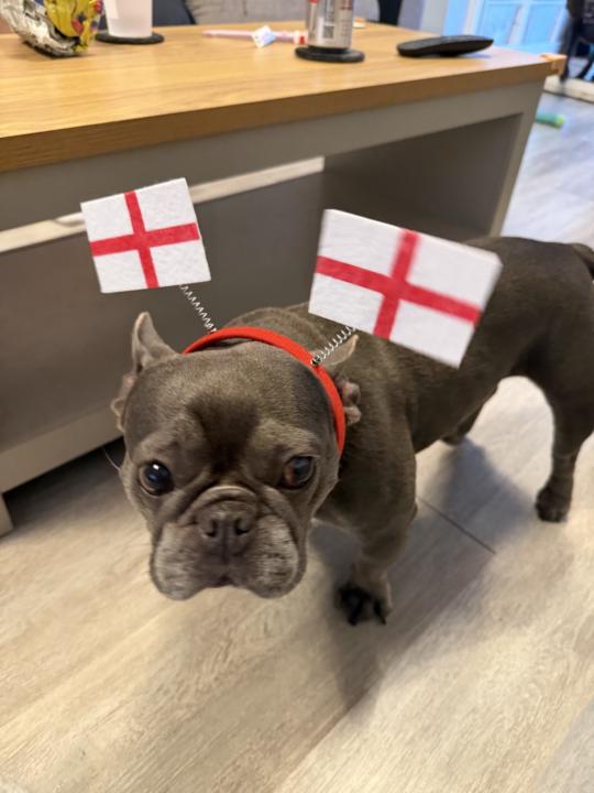 The dog is ready 🐶 🏴󠁧󠁢󠁥󠁮󠁧󠁿 
