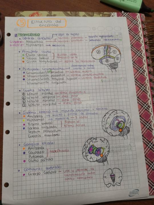 Camilo Quintanilla Rodriguez