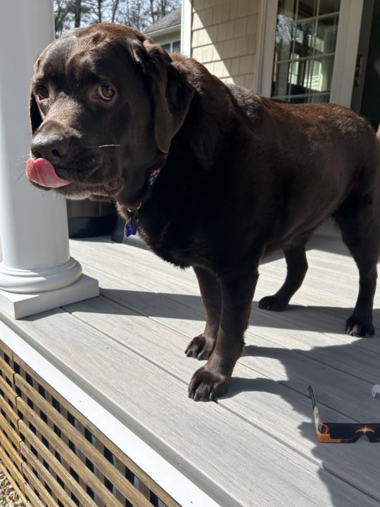 Lulu