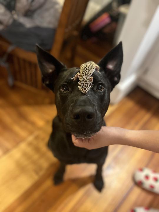 Rocket 🚀 and Lizard 🦎 