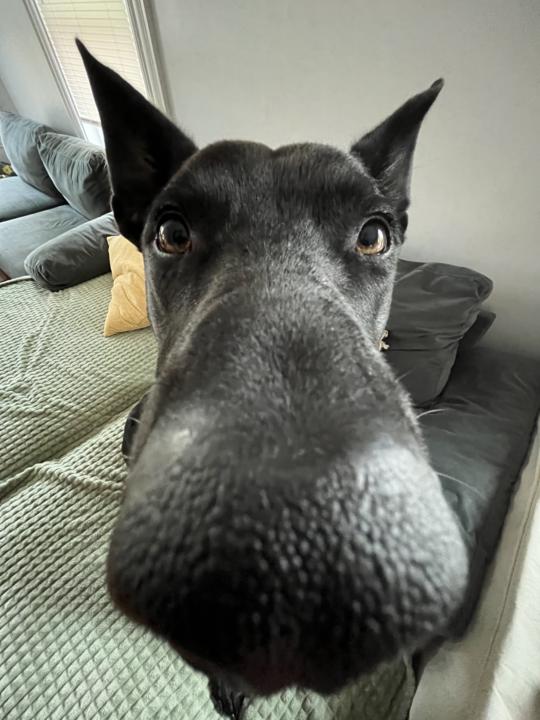 The dog!!!