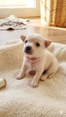 Daiana Santangelo