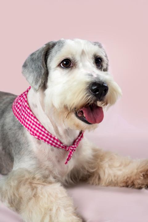 Viviana Andrea Ciro Baez