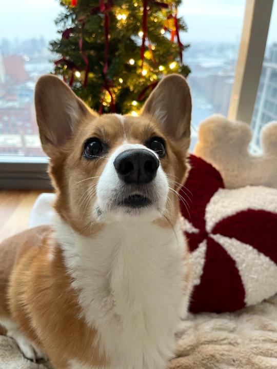 Amaliya Amstislavskaya