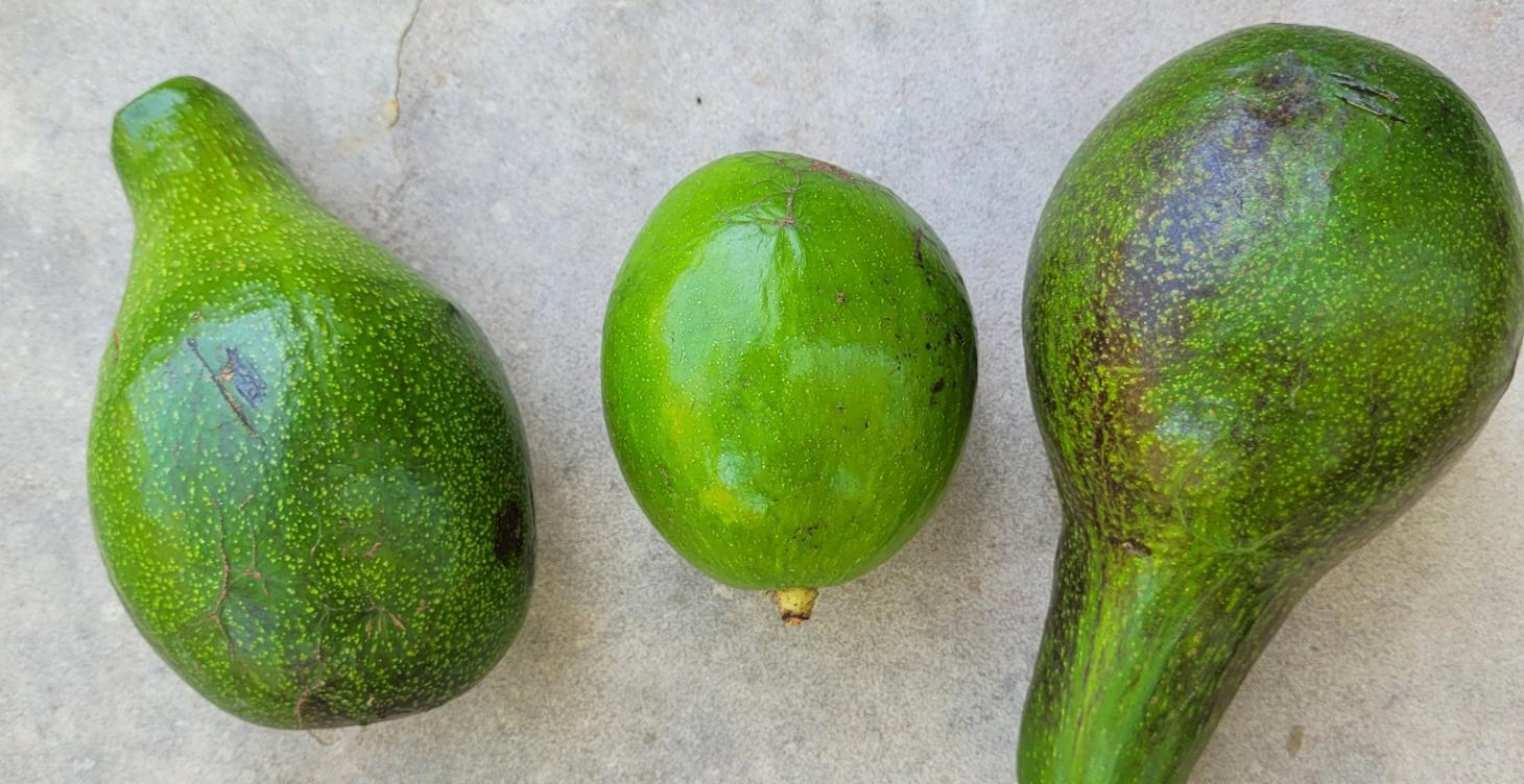 Live-Calls Recordings