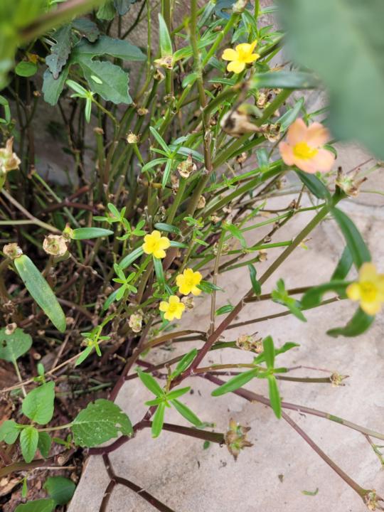 🌿 Celebrating Marama's Journey to Level 6! 🌿