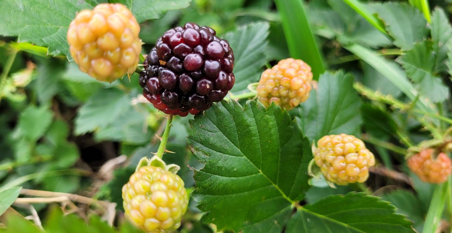 Green Wisdom Wellness