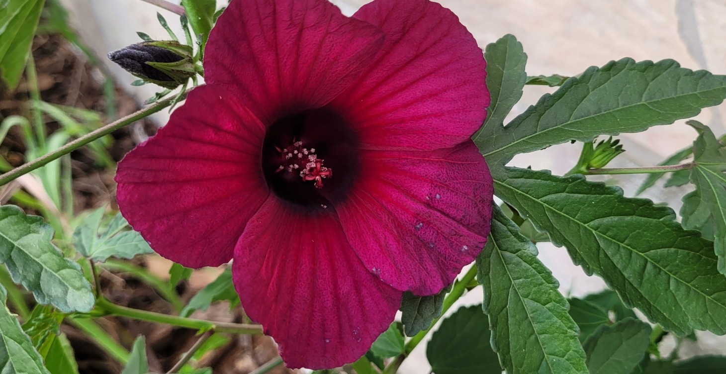 Healing Plants Wisdom