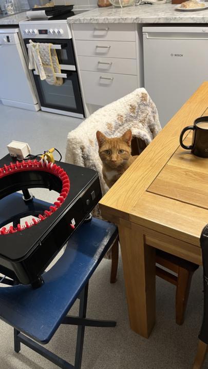 Blaze wants to help me make a hat