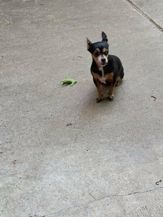 So, I made my little Tinker-bell a thin sweater with diamond studs with her nick name TINK on it. She loves it as she pose for her picture.